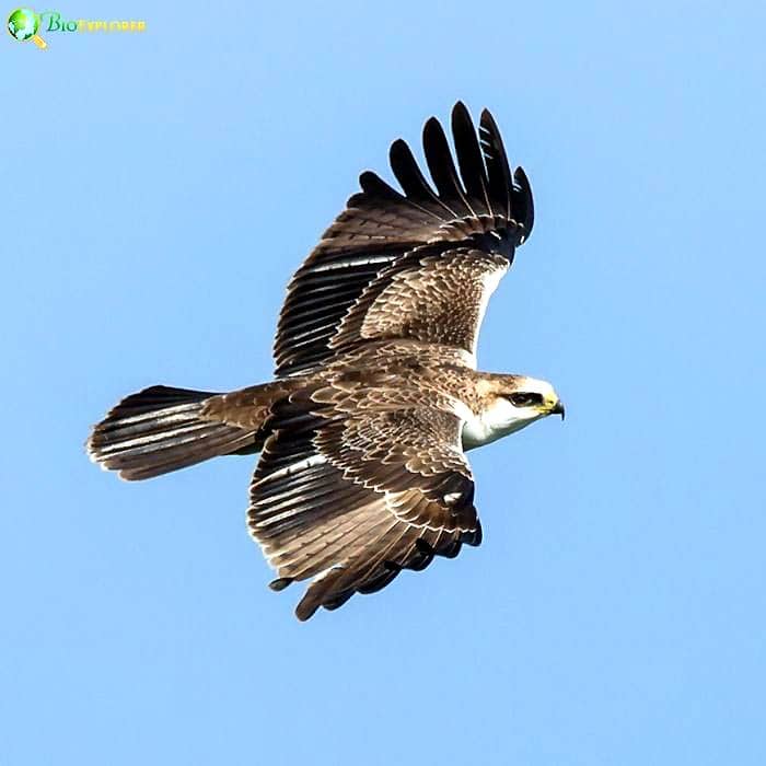 Rufous-bellied Eagle Rufous-bellied Eagle