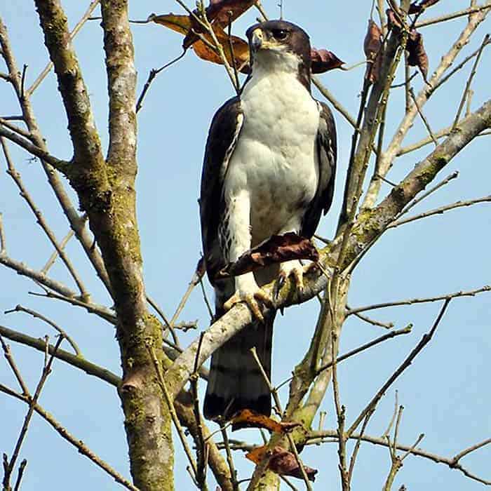 Cassin's Hawk Eagle Cassin's Hawk Eagle