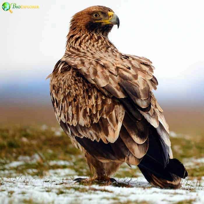 Eastern Imperial Eagle Eastern Imperial Eagle