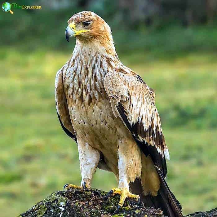 Spanish Imperial Eagle Spanish Imperial Eagle