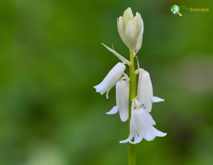 Bluebell Flower Color Variations Bluebell Flower Color Variations