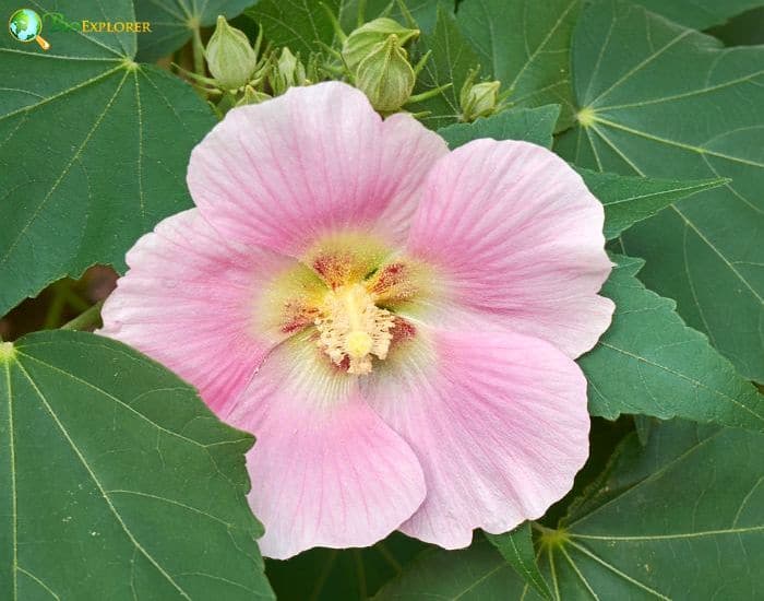 Confederate Rose (Hibiscus Mutabilis) Confederate Rose (Hibiscus Mutabilis)