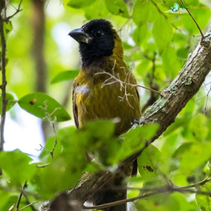 Crimson Collared Grosbeak Crimson Collared Grosbeak