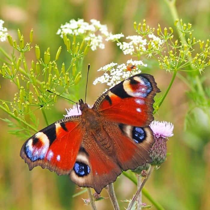 Peacock Butterfly Peacock Butterfly
