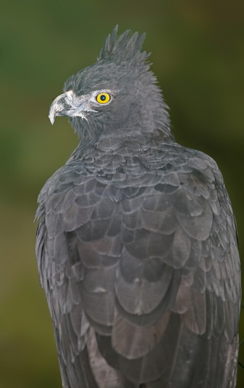 File:Black and chestnut Eagle.jpg