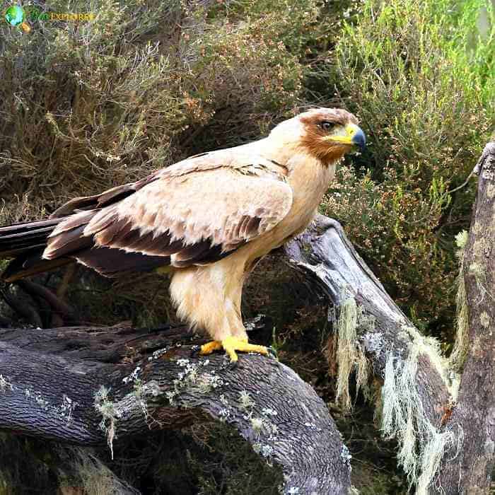 Tawny Eagle Tawny Eagle