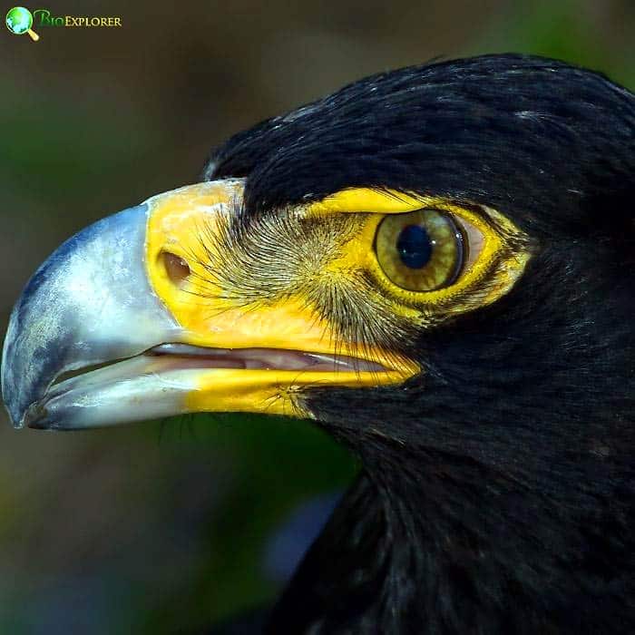 Verreaux's Eagle Verreaux's Eagle
