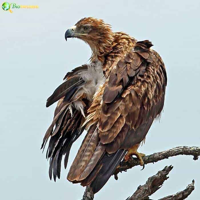 Wahlberg's Eagle Wahlberg's Eagle