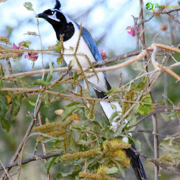 Black Throated Magpie Jay Black Throated Magpie Jay