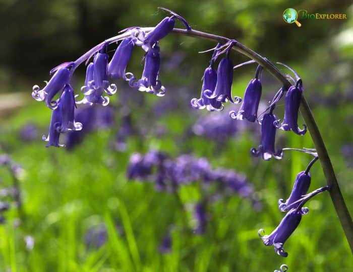 Common Bluebells Common Bluebells