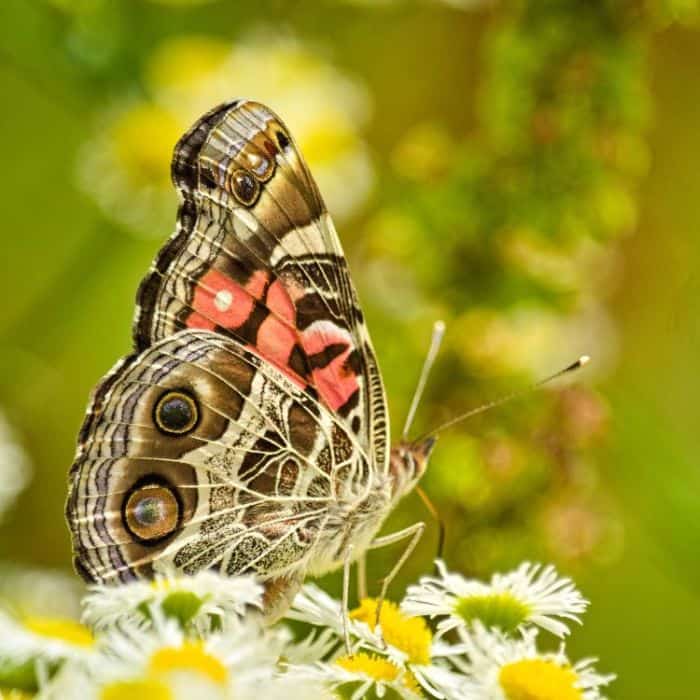 Painted Lady Painted Lady