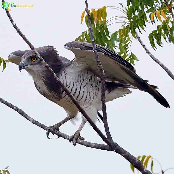 Beaudouin's Snake Eagle Beaudouin's Snake Eagle