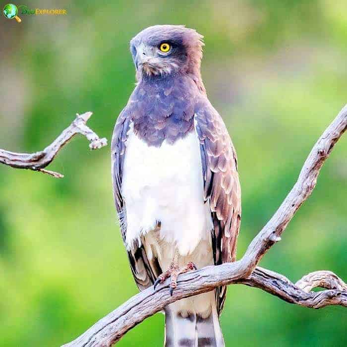 Black Chested Snake Eagle Black Chested Snake Eagle