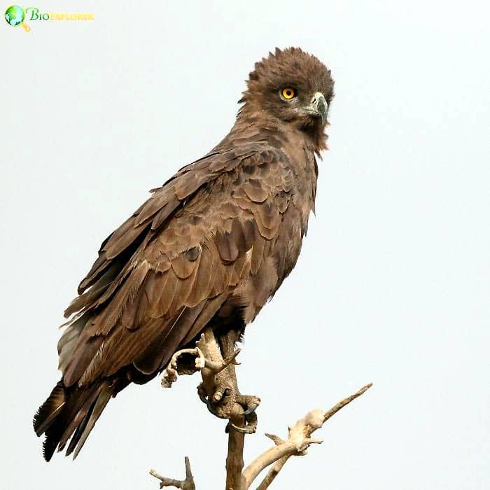 Brown Snake Eagle Brown Snake Eagle