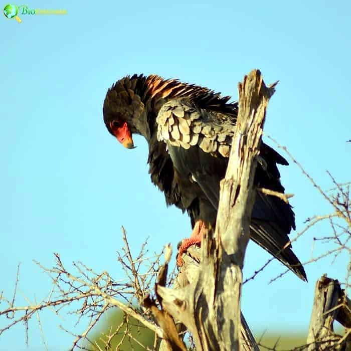 Fasciated Snake Eagle Fasciated Snake Eagle