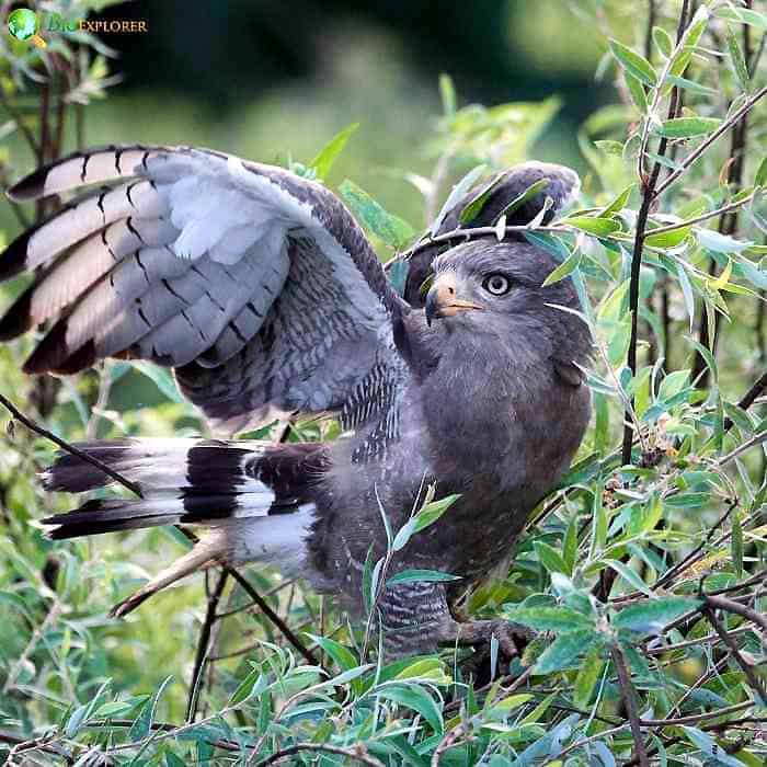 Western Banded Snake Eagle Western Banded Snake Eagle