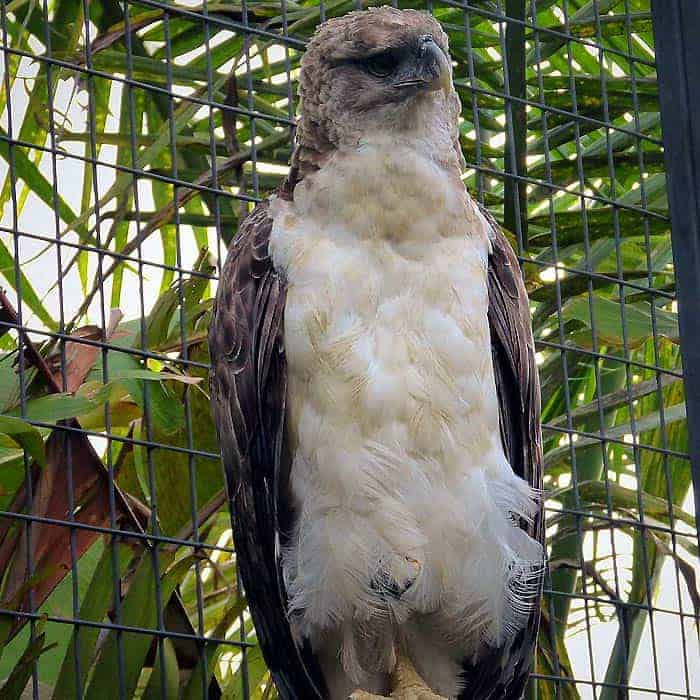 Papuan Eagle Papuan Eagle