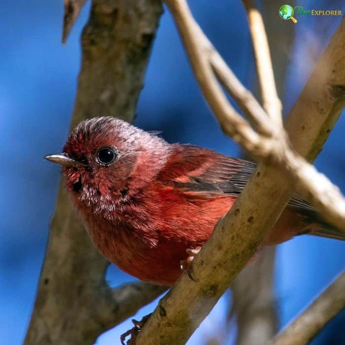 Pink Headed Warbler Pink Headed Warbler