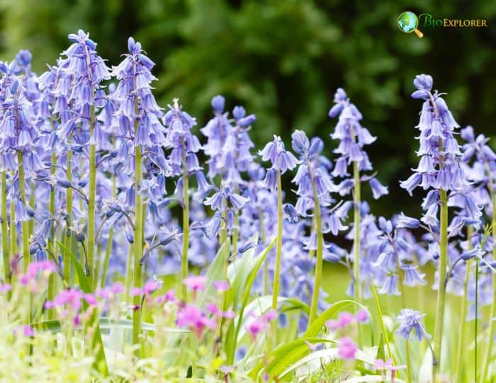 Spanish Bluebells Spanish Bluebells