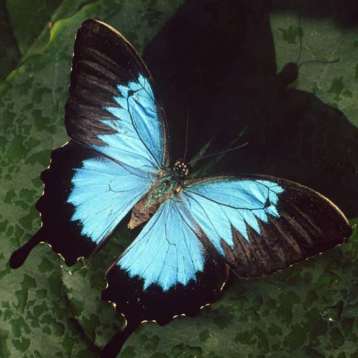 Ulysses Butterfly Ulysses Butterfly