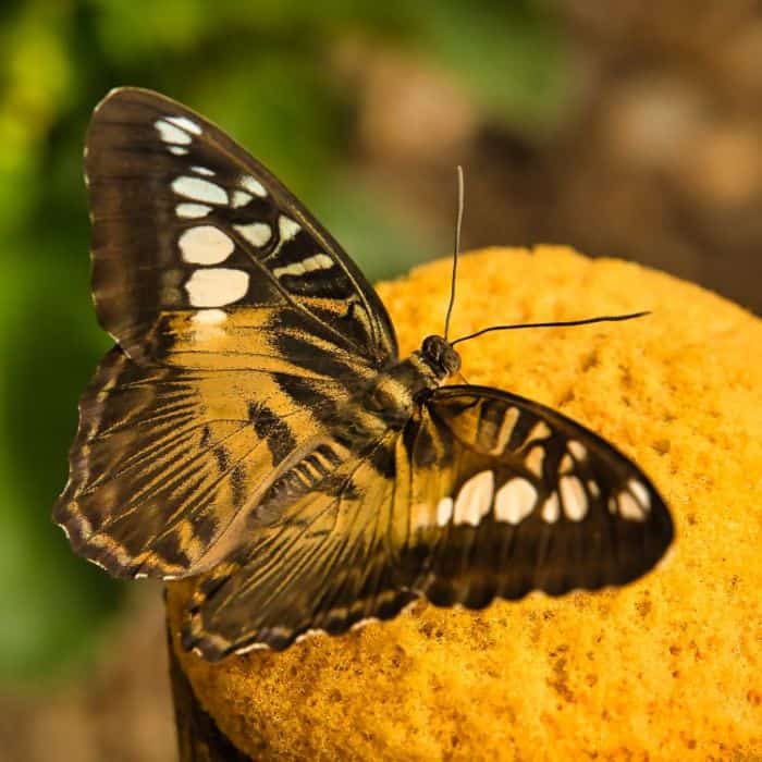 Clipper Butterfly Clipper Butterfly