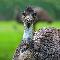 Emus & Cassowaries (Casuariiformes)