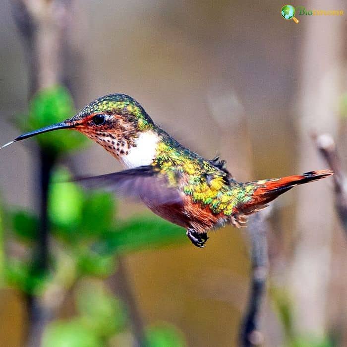 Bumblebee Hummingbird Bumblebee Hummingbird