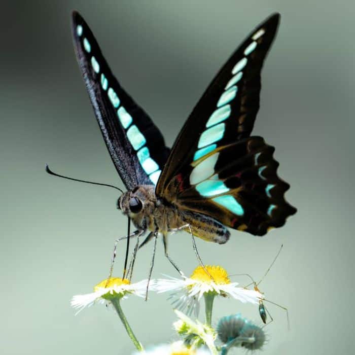 Common Bluebottle Common Bluebottle