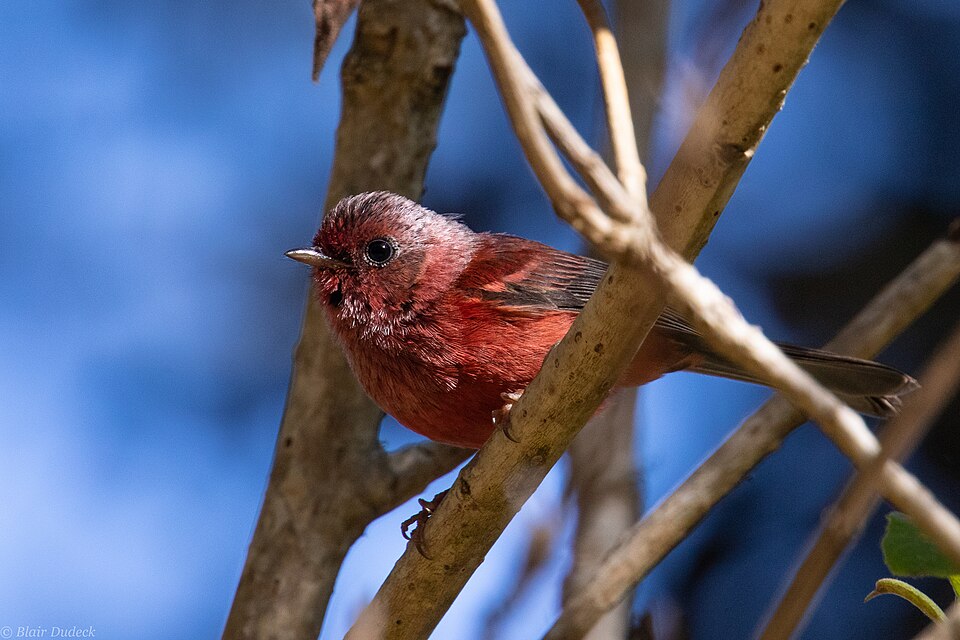 File:Cardellina versicolor 69482264.jpg