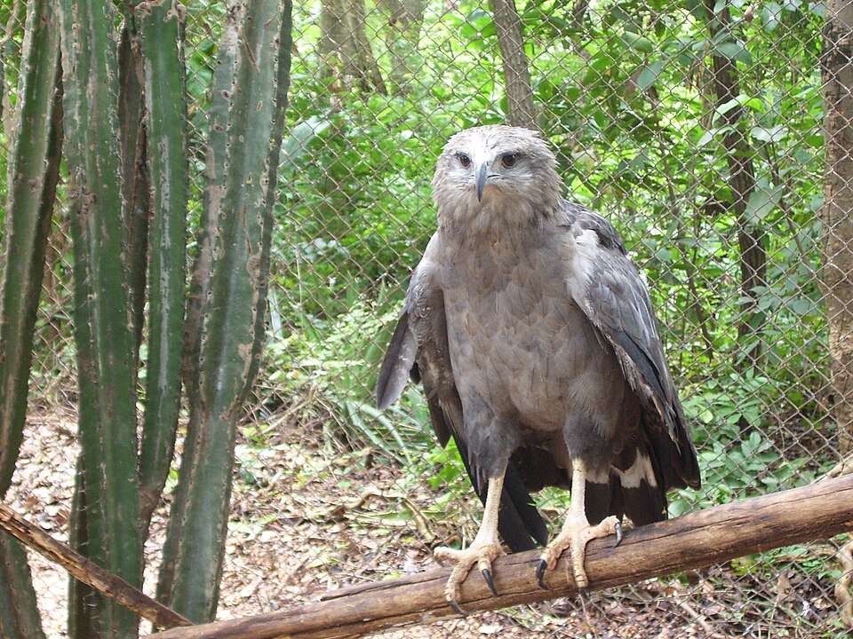 File:Harpyhaliaetus coronatus.jpg