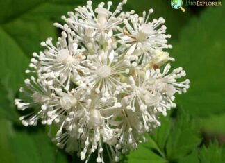 Baneberry