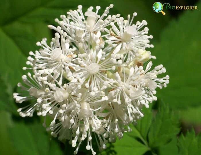 Baneberry