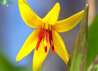 Adder’s Tongue