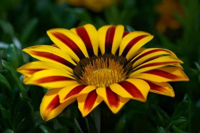 African daisy African daisy