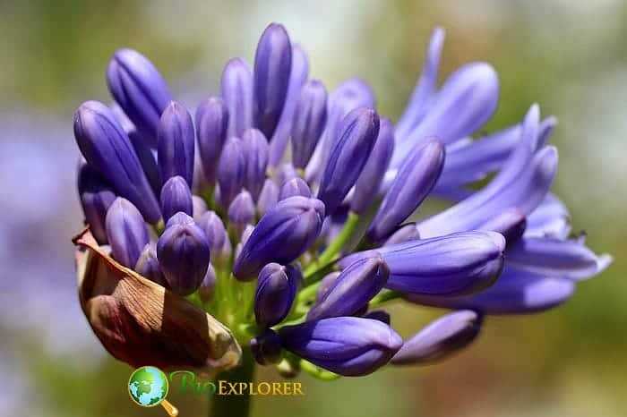 African Lily African Lily