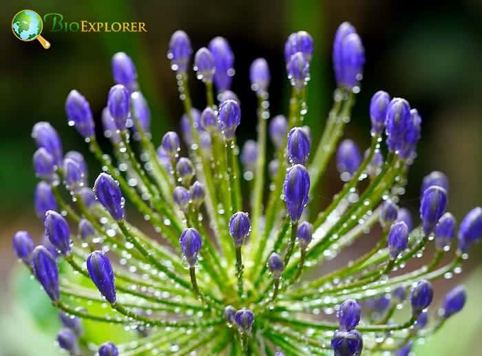 Agapanthus (Lily of the Nile) Agapanthus (Lily of the Nile)