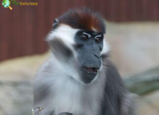 Agile Mangabey