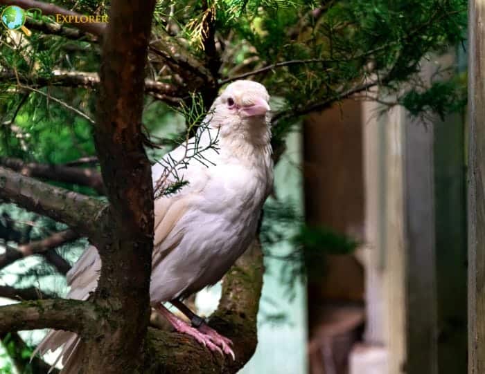 Albino Crows Albino Crows