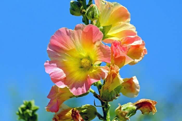 Alcea Rosea Alcea Rosea