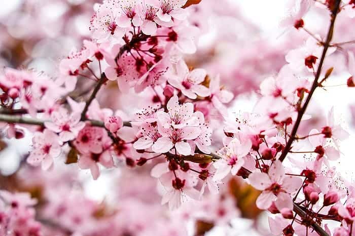 Almond Blossom