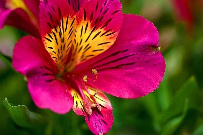 Alstroemeria