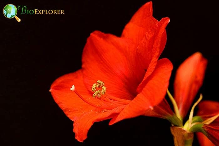 Amaryllis