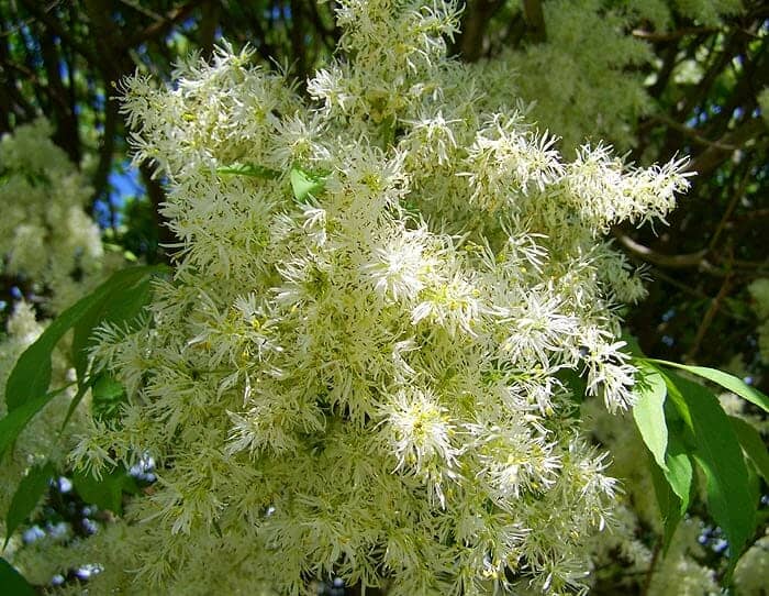 American Ash