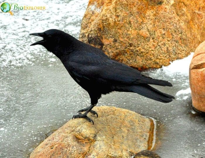 American Crow American Crow