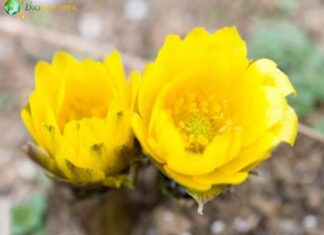 Amur Adonis