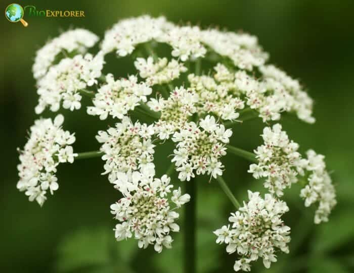 Angelica