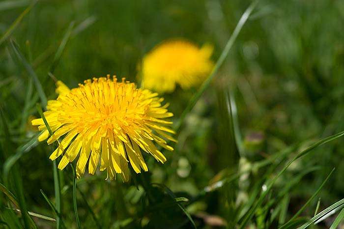 Angiosperm Plants
