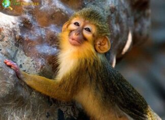 Angolan Talapoin