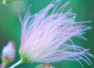 Apache Plume