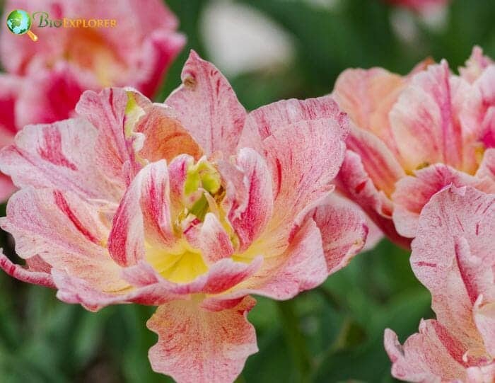 Apricot Godetia Flowers Apricot Godetia Flowers